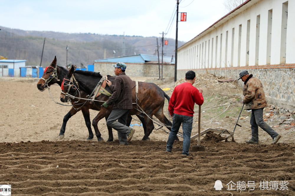 东北农民老法种地跨乡一天收入800元扶犁大叔说不落后很实用