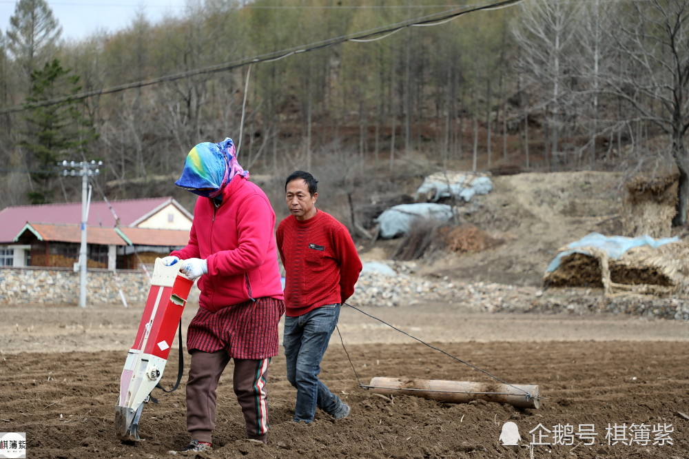 东北农民老法种地:跨乡一天收入800元,扶犁大叔说不落后很实用