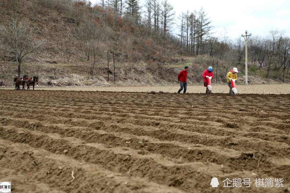 东北农民老法种地跨乡一天收入800元扶犁大叔说不落后很实用