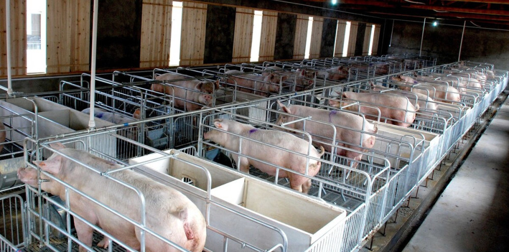 农民养几十头猪环保难达标大型养殖场数百万头猪如何处理粪便