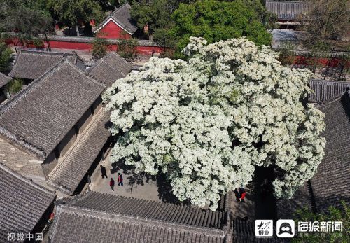 4月19日,山东济宁,邹城市孟府赐书楼前流苏花洁白如雪.