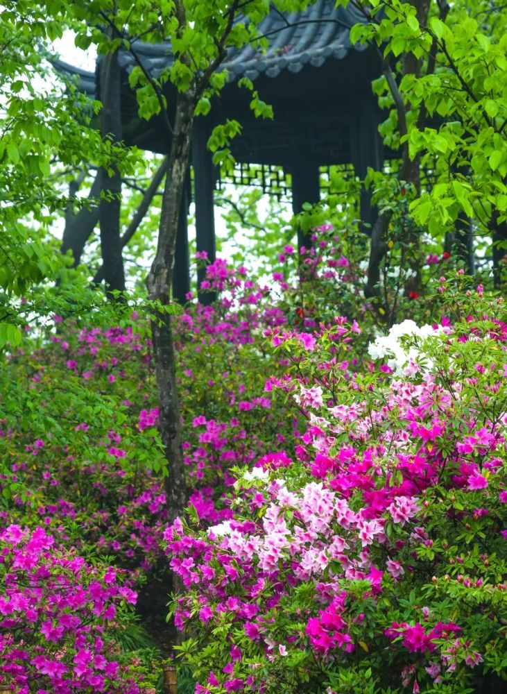 目前,上海植物园杜鹃园内已经种植了十余种经过抗逆性筛选的杜鹃花新