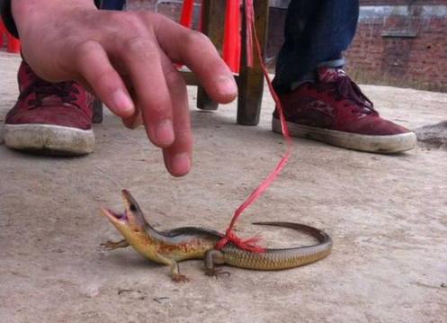 俗称"狗婆蛇",一到5月就出来了,儿时抓来当宠物,如今罕见了_腾讯新闻