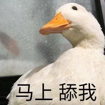 小猫咪表情包:我一点也不困