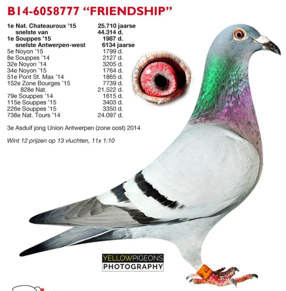 盖比闪电号玄孙累积21羽全国冠军配对方式全公开