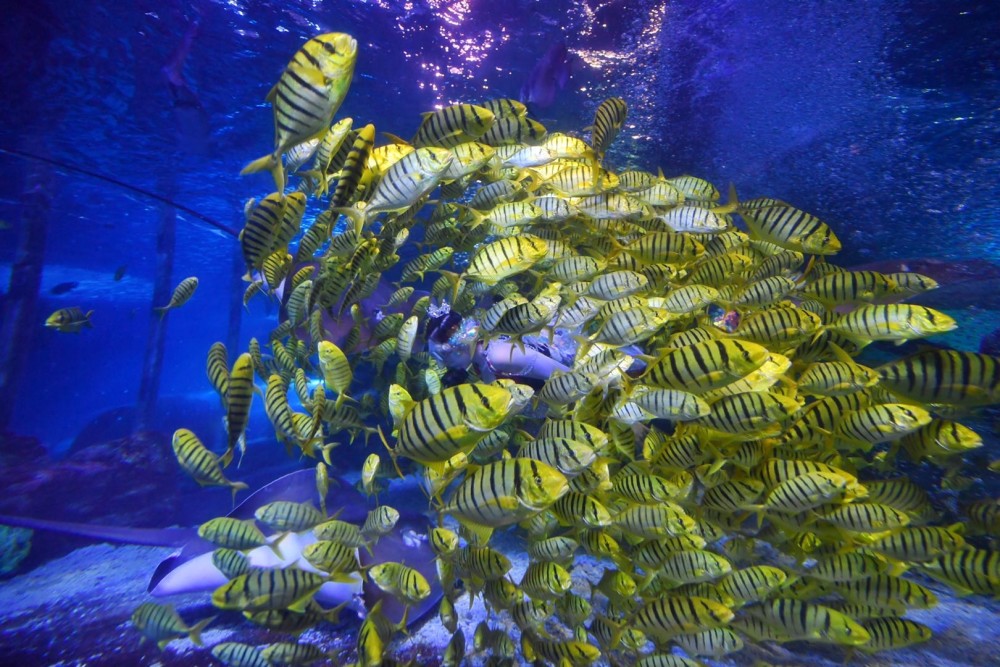 太平洋海底世界博览馆推出黄金风暴群鱼秀
