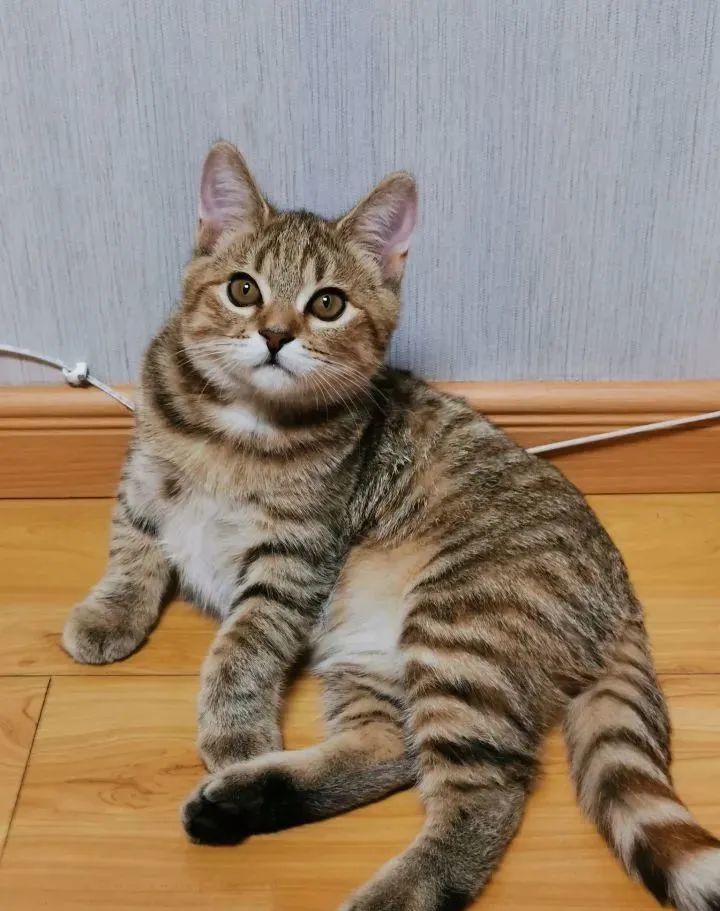 我寻思着一只田园猫能有多好看结果真香