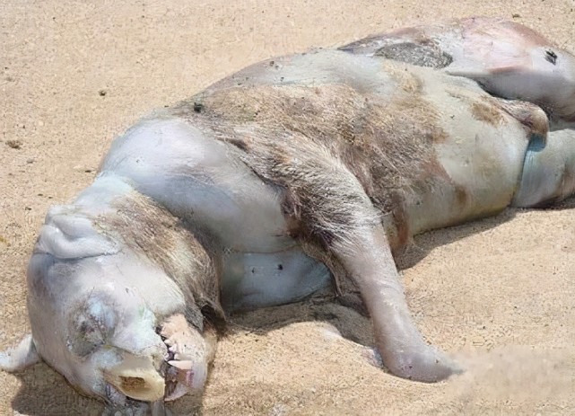 蒙托克怪兽究竟是什么生物疑似人类实验产物被残忍丢弃
