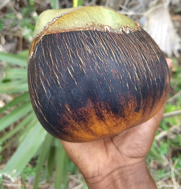 荒野维生野菜系列—糖棕_腾讯新闻