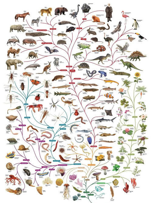 生物进化的大致过程图图片