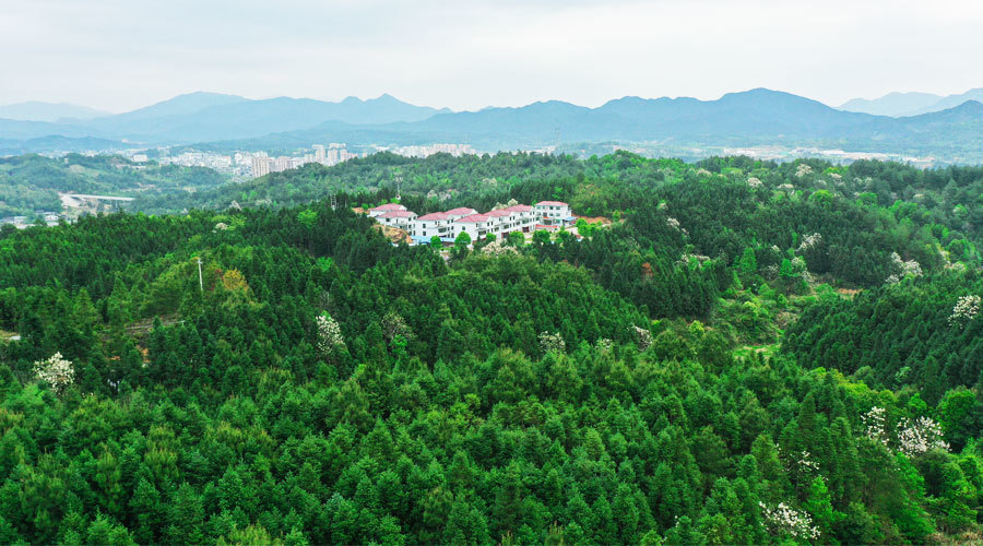 世界地球日从150亩到64万亩福建碳汇林十年树木造福民生