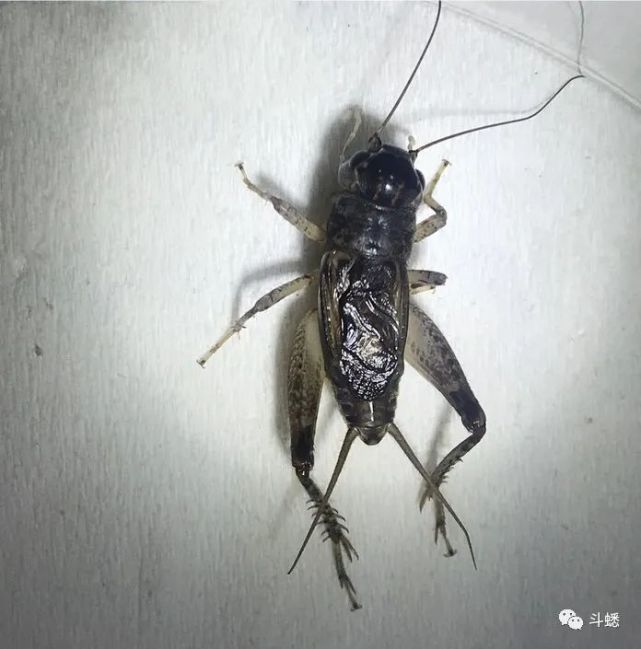 蟋蟀鉴赏5路紫大头