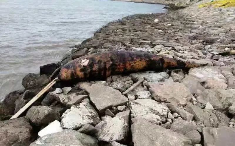 霞浦长门村发现一条300公斤搁浅鲸鱼!残体高度腐烂!