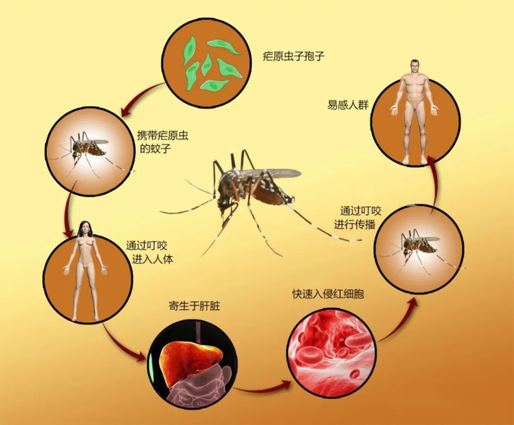 温疟 腾讯网