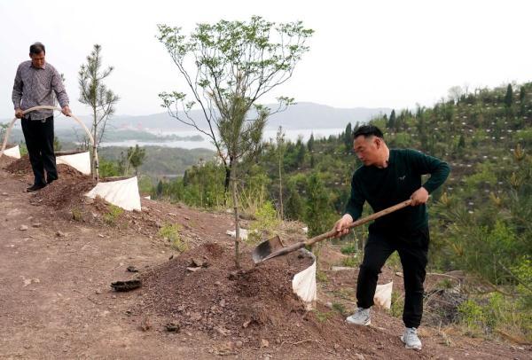 石頭上種樹,荒山裡護林——林業