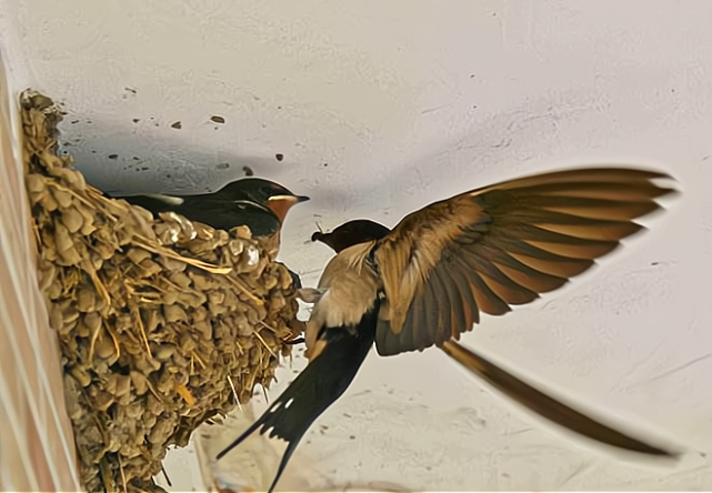 感叹燕子的智慧