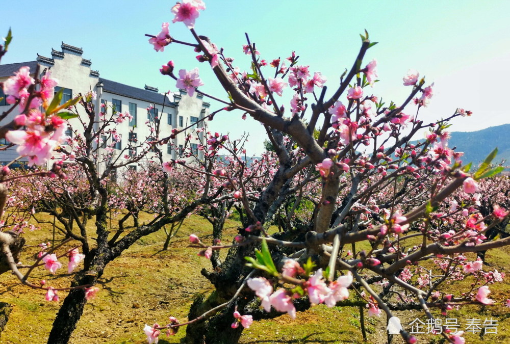当涂大青山烂漫花海惬意观赏世外桃源