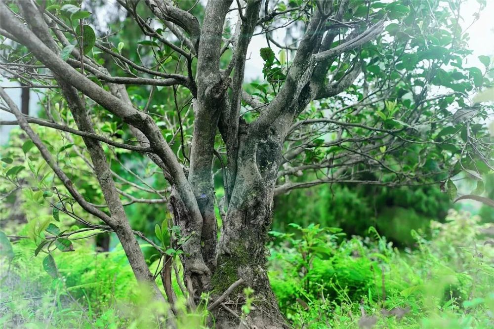 旺苍县检察院护航茶产业发展打造特色知识产权检察保护新名片