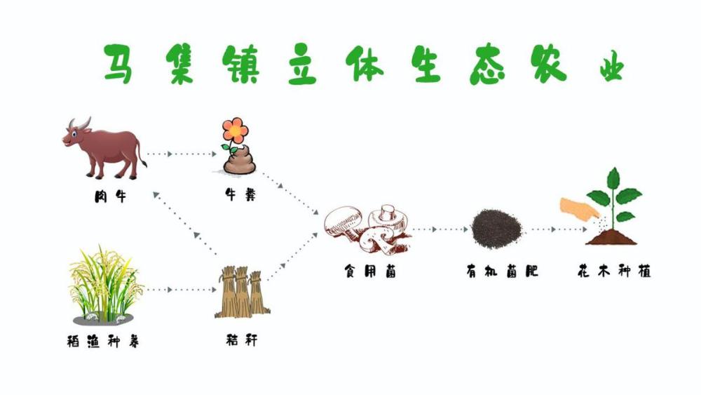 河南淮滨立体生态农业打造特色产业链条