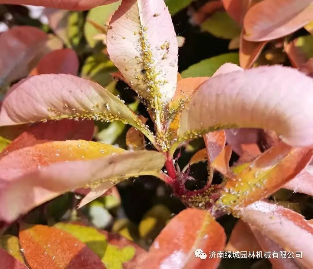 园林植物4-5月份常见虫害发生规律和防治技术-5月园