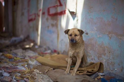 遇到流浪狗你可以怎么帮助他