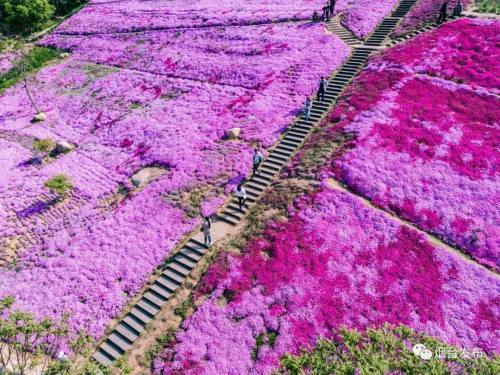 昆嵛山的芝櫻花又開成了花海