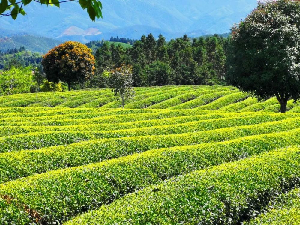 形容茶山自然美景图片