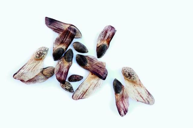 我们吃的松子都是哪来的呢?