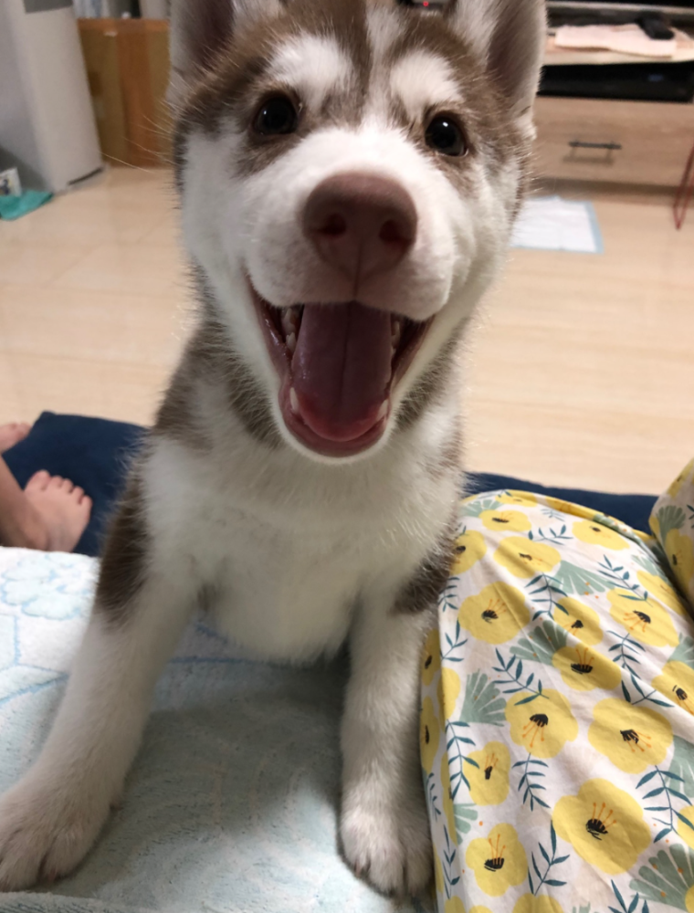 童颜哈士奇频被错认为小奶狗主人爆料它8岁了呢