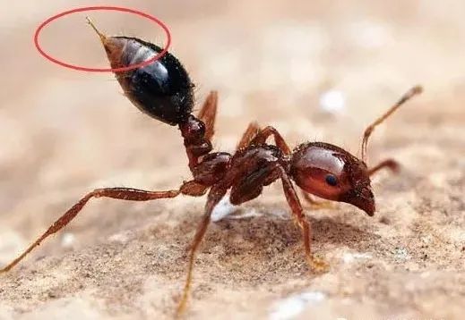 农大专家谈如何防治致命红火蚁