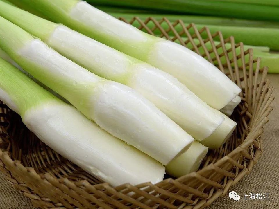 茭白别称高瓜,菰笋,菰手,茭笋,高笋等,为禾本科菰属多年生宿根草本