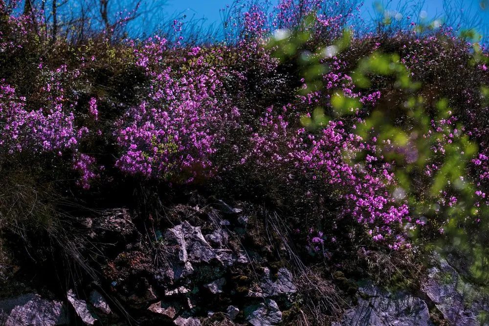 倾听内蒙古到内蒙古赏兴安杜鹃