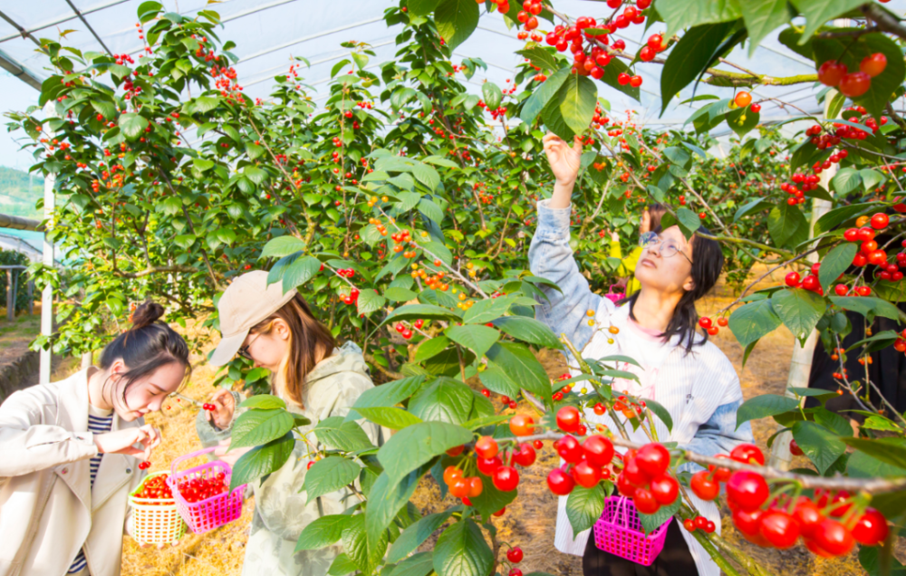 樱桃季未来一个月相约这片红