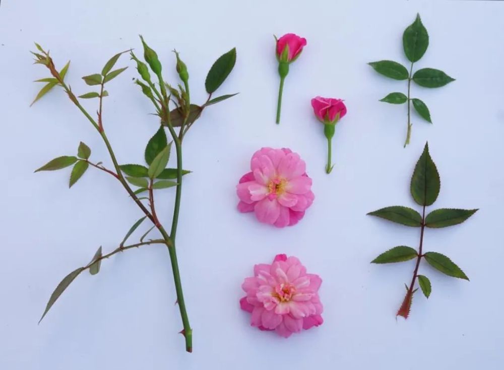 小空间也能轻松养爆花,这个系列的月季太会开啦