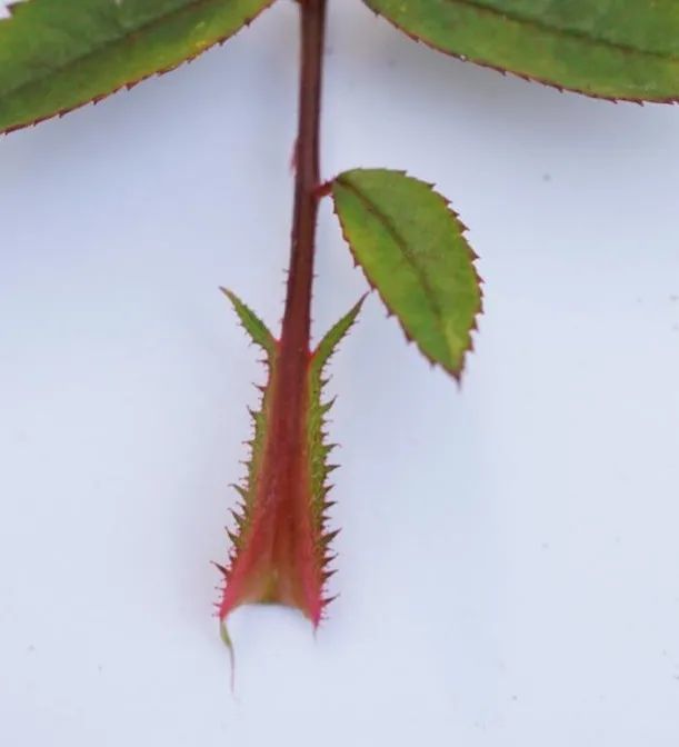 小空间也能轻松养爆花,这个系列的月季太会开啦