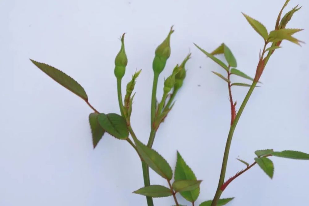 小空间也能轻松养爆花,这个系列的月季太会开啦