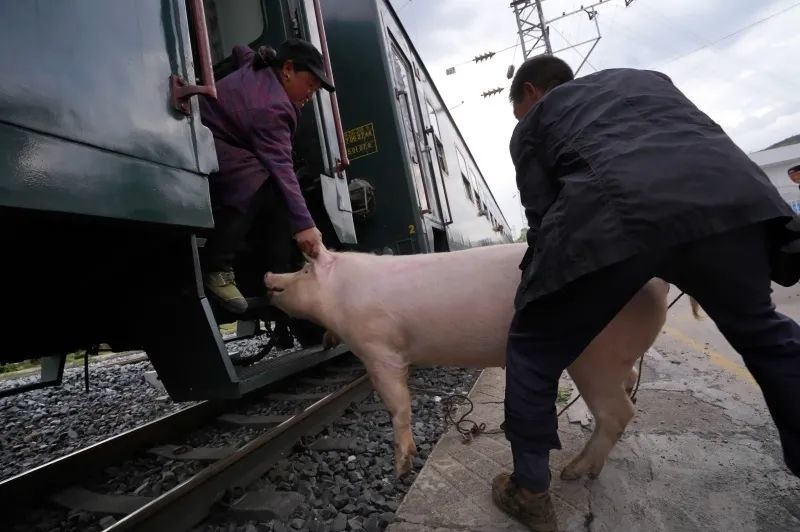 把jio收一哈我的猪和羊要上车了