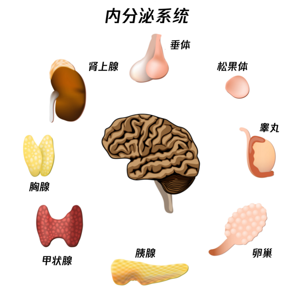 內分泌系統是一個龐大的體系,囊括下丘腦,垂體,甲狀腺,甲狀旁腺,胰島