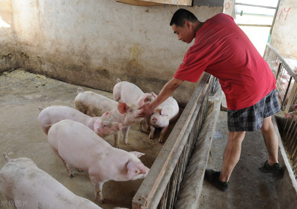 明日猪价4月23日养猪人的出路聪明的养猪户却看到了胜利