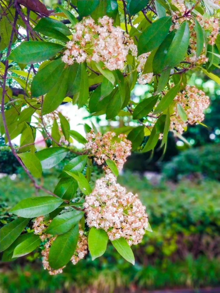 正是石楠花的香味街头上暗香浮动眼下,石楠花正迎来开花期很多市民