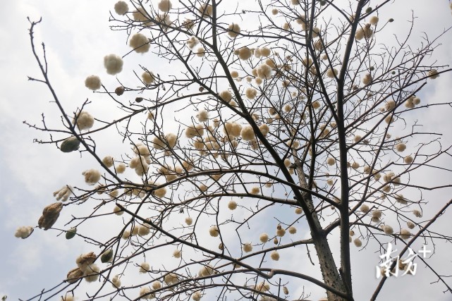 图集萌呆了中山街头这些树挂满棉花糖