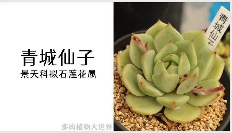 青城仙子 景天科拟石莲花属多肉植物 园艺栽培品种 腾讯新闻