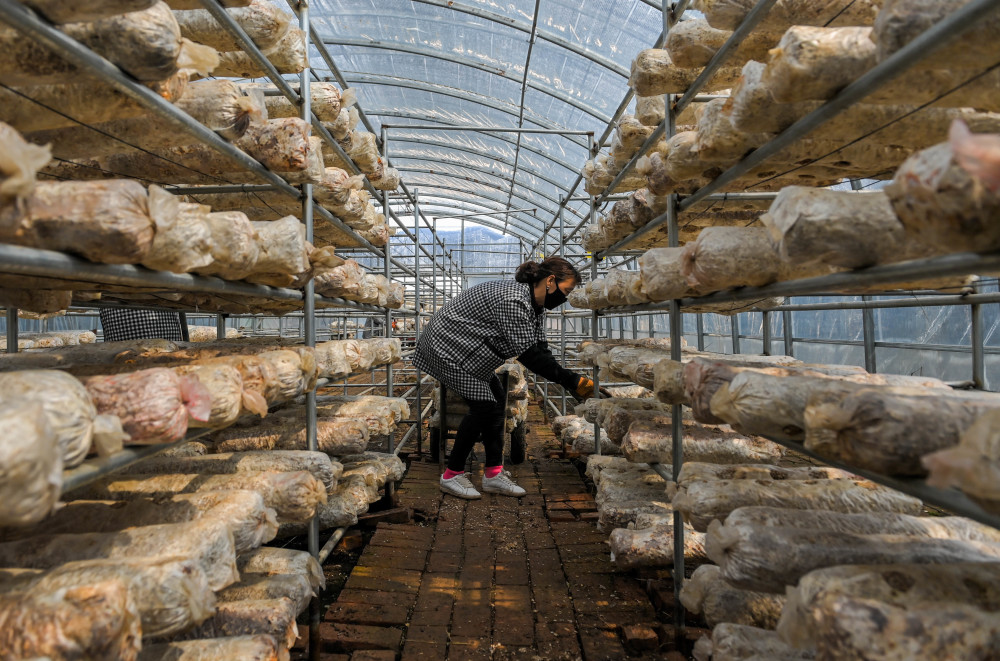 经济呼和浩特种植蘑菇助农增收