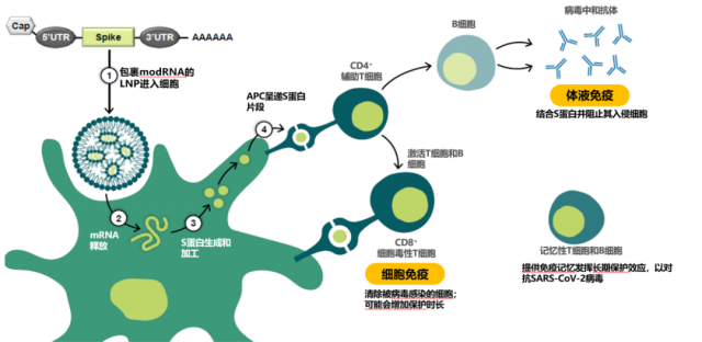 不打疫苗会怎样？张文宏说：会吃亏!看看不同种类新冠疫苗，各有什么优势？_腾讯新闻