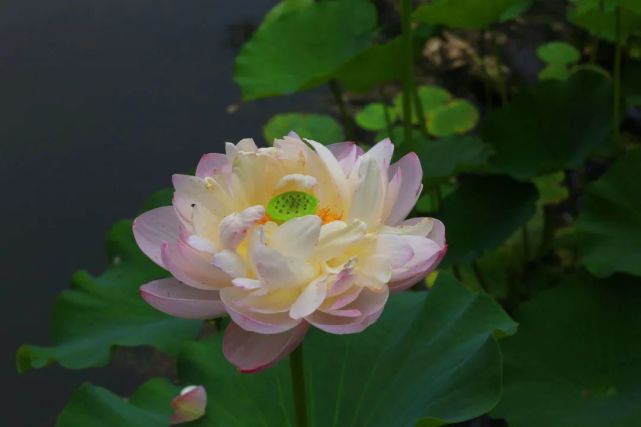 济南拥有双市花啦!"荷谐玫好"正式组合出道!