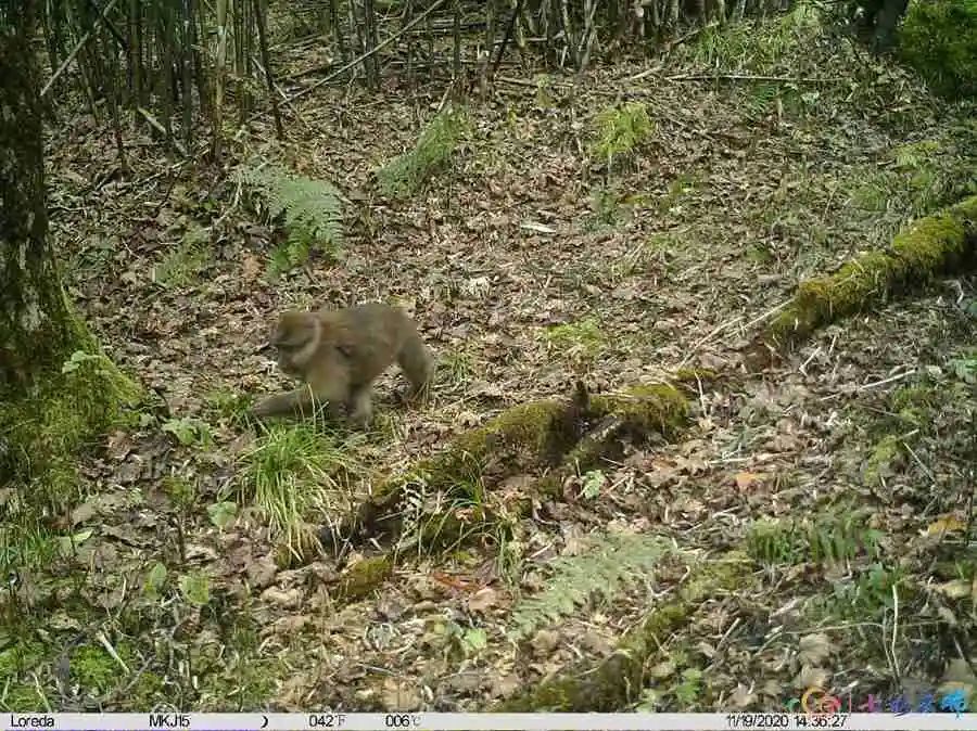 國家Ⅱ級重點保護野生動物雲南省高黎貢山發現白頰獼猴新分佈