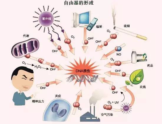 如果人體攝入太多的糖,就會無法消耗,這些糖就會和我們的蛋白質