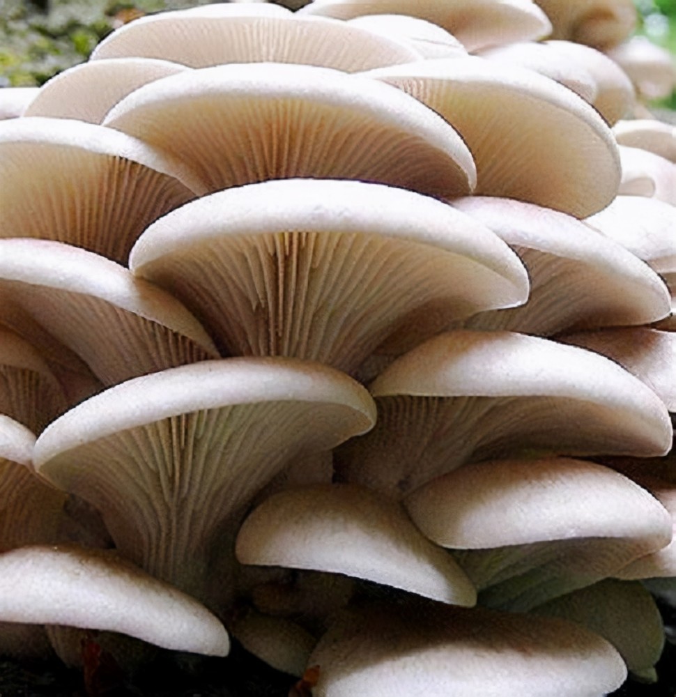 蘑菇的种类图片 常吃图片