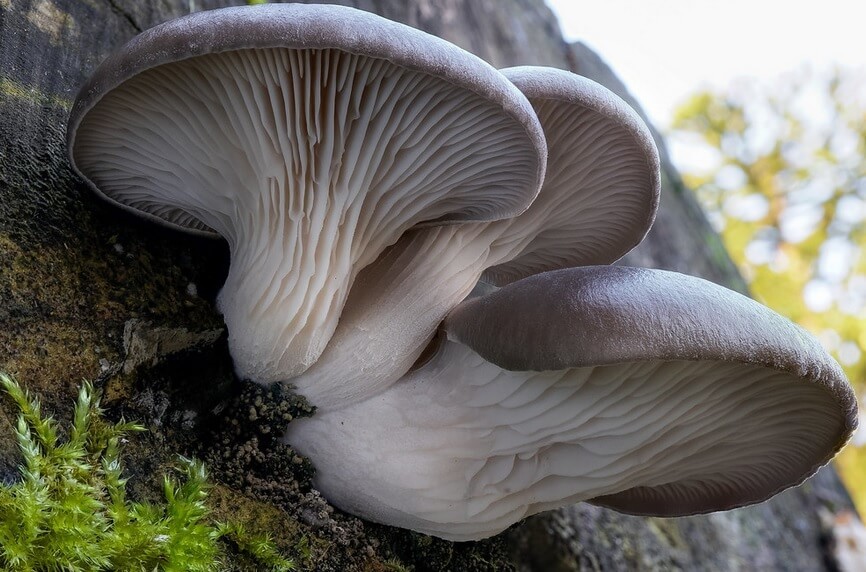 多吃蘑菇可以预防癌症? 