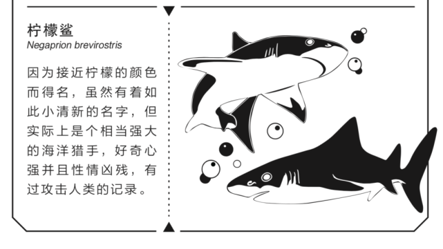 最黄的鲨鱼我直接报柠檬鲨身份证号